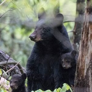 Meet your Posher, Pam